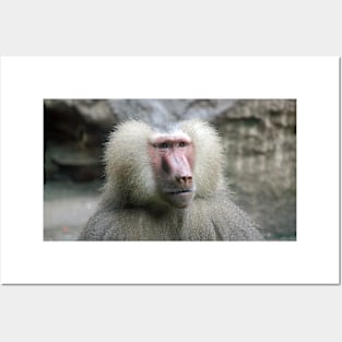 Hamadryas Baboon Posters and Art